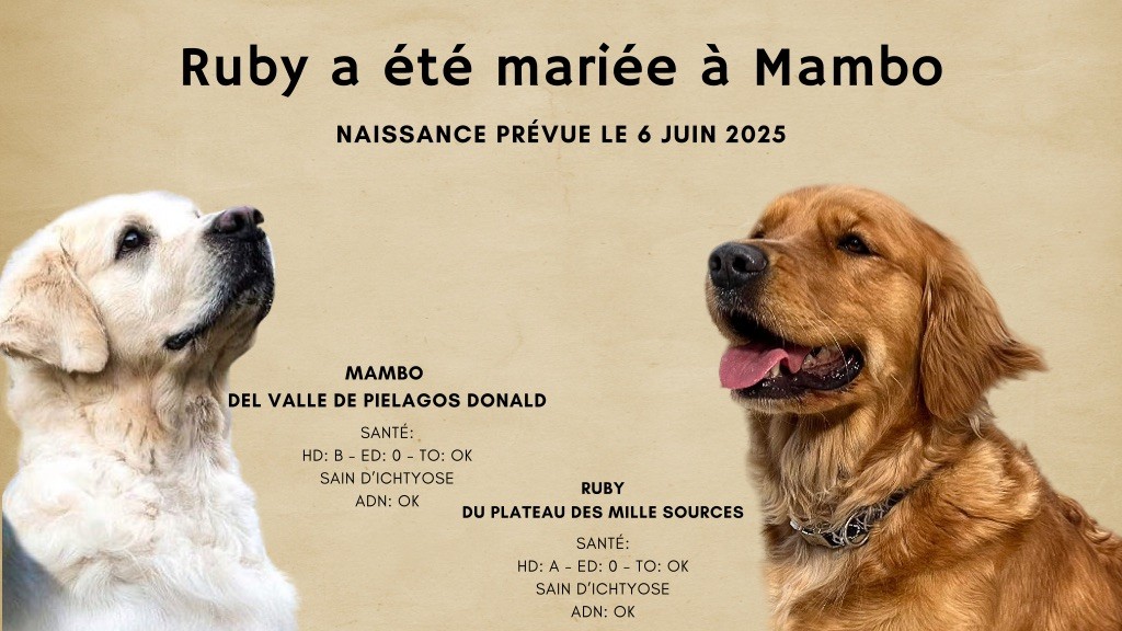 Naissances prévues pour Ruby pour le début Juin 2025.